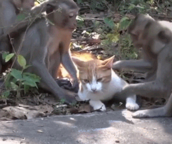 搞笑,橘猫,猴子,萌宠