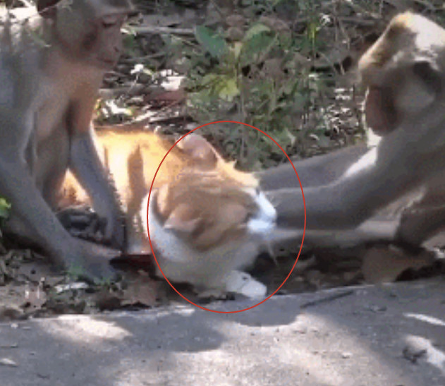 路过看到一群猴子围着抢东西,凑近一看笑出了声:猫落公园被猴欺