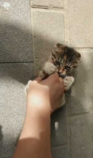 主人伸开手抓猫,小猫张牙虎爪,表情夸张让主子笑喷!
