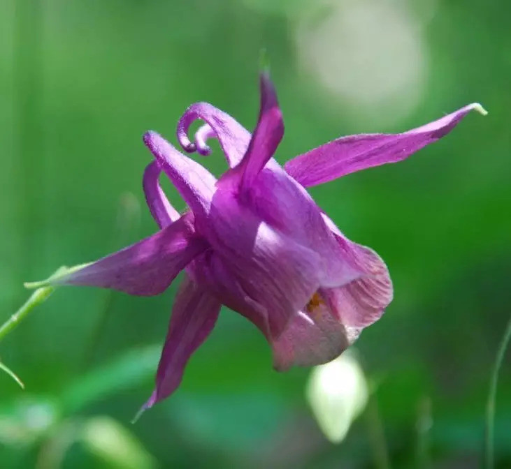 耧斗菜花