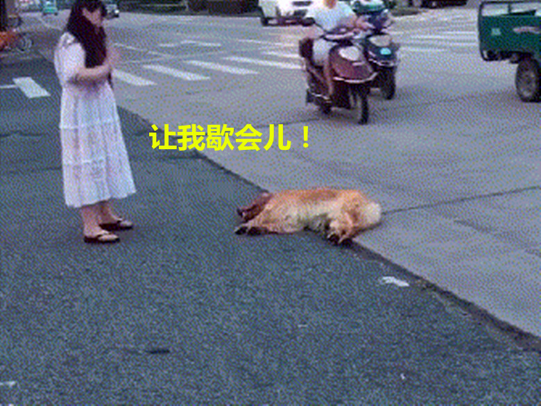 狗狗陪女子逛街累得直接倒地,网友:狗都累瘫了,更何况