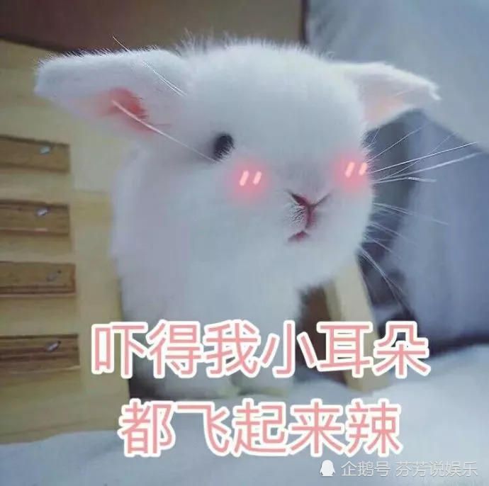 兔子:这是我的表情包,猫:这是我的表情包,它:拿好,不谢!