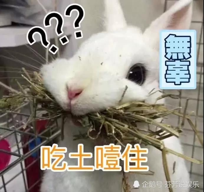 兔子:这是我的表情包,猫:这是我的表情包,它:拿好,不谢!