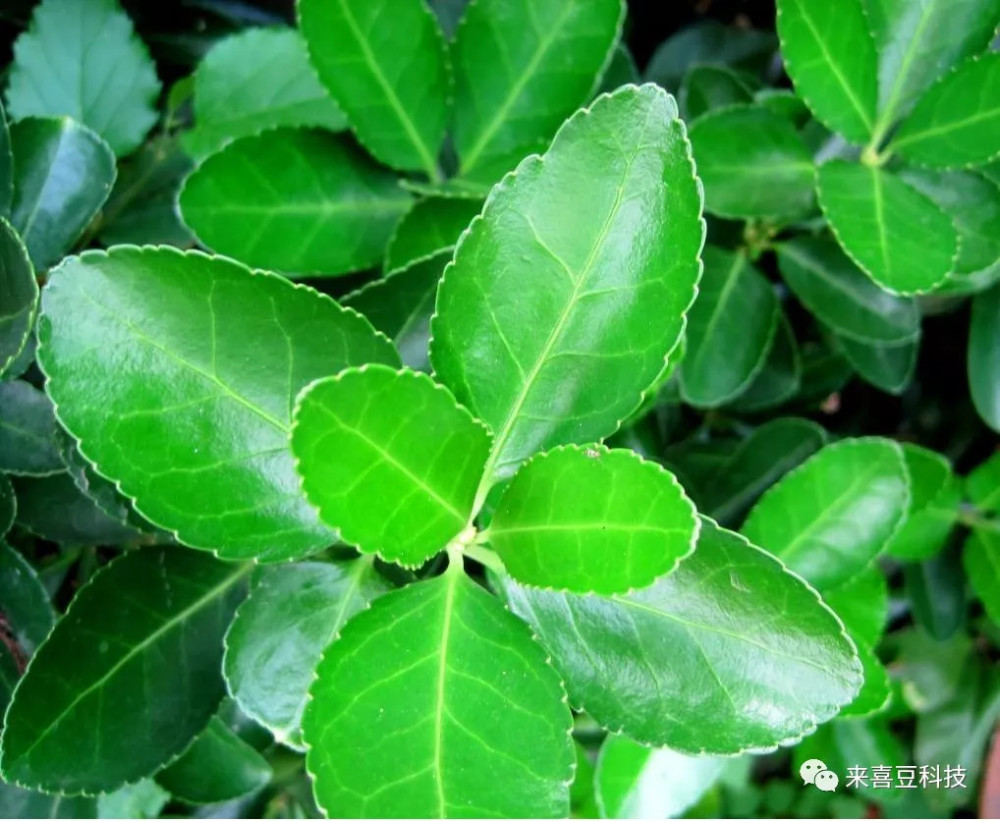 冬青精油是从叶子和花朵萃取而得的精油,通常是浅黄色液体,带有清新