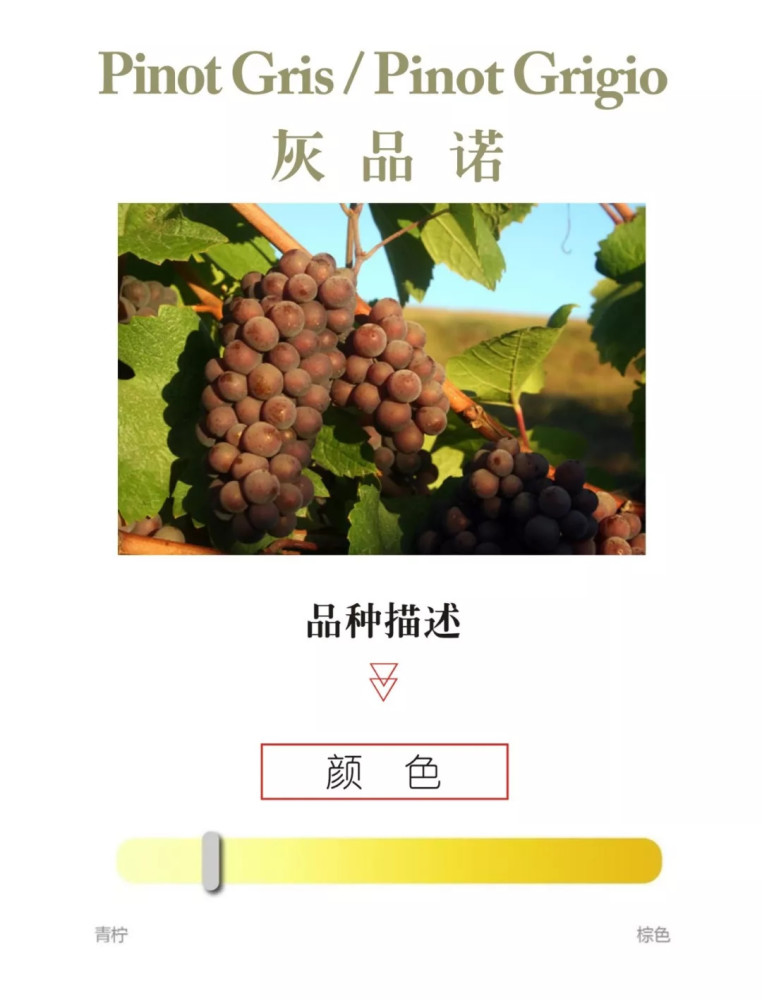 【葡萄品种】灰品诺 pinot gris