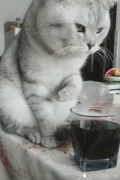 猫生之年第一次喝可乐 舔完瞬间露出的眼神亮了网友 烫嘴 看点快报