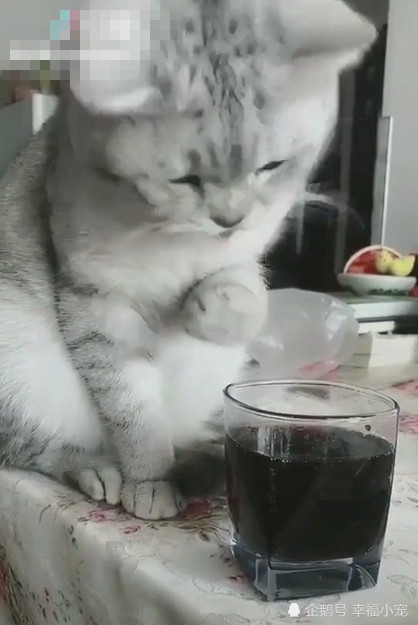 猫生之年第一次喝可乐 舔完瞬间露出的眼神亮了网友 烫嘴 看点快报