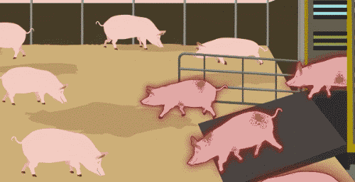 疫情通报!阿巴嘎旗发生非洲猪瘟疫情 死亡16头.