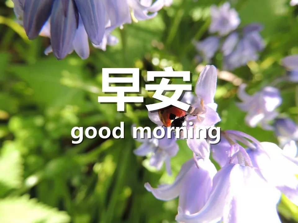 早安图片带字唯美语录 新款早安带字图片