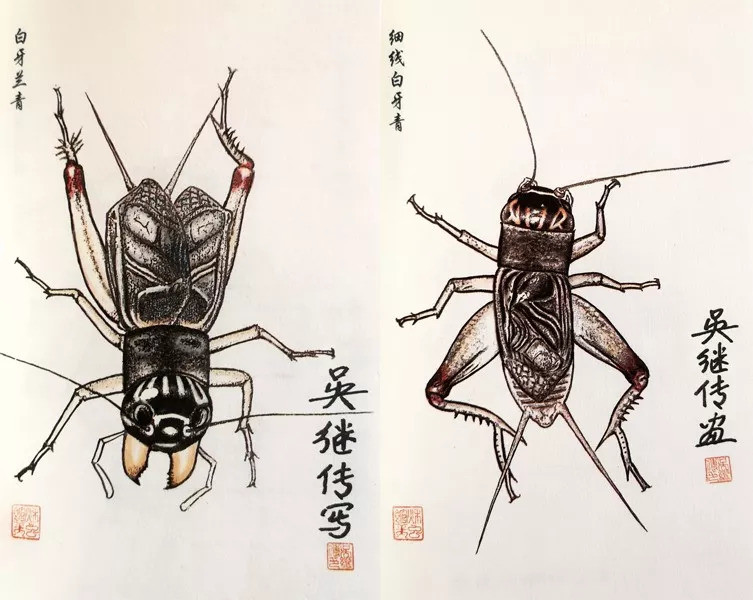 《中国蟋蟀图画谱》记载的