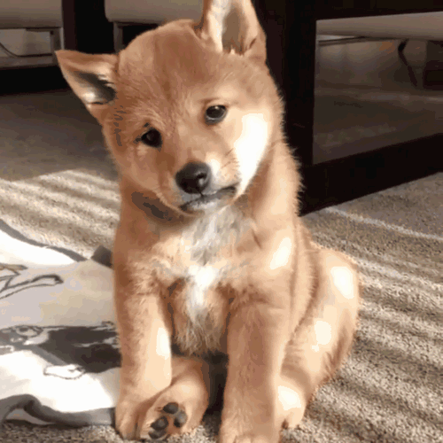 壁纸 动物 狗 狗狗 500_500 gif 动态图 动图