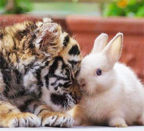 当老虎遇到兔子,画风竟是这样的,网友:这