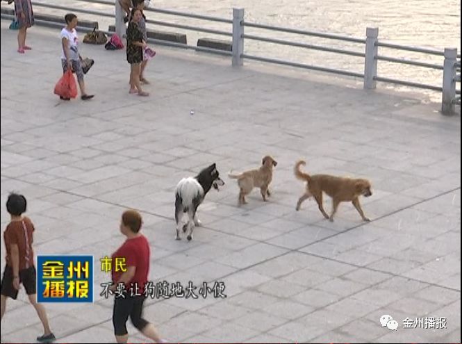汉江公园:宠物狗随地大小便,不牵绳 市民意见大