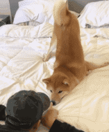 愚蠢的人类,不知道人家最讨厌洗澡了,这是在逼我动手啊!