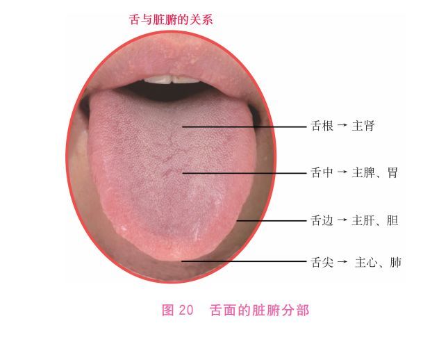 (二)舌苔异常 七,哪些舌象特征不属于"上火" (一)舌色暗红 (二)舌上有