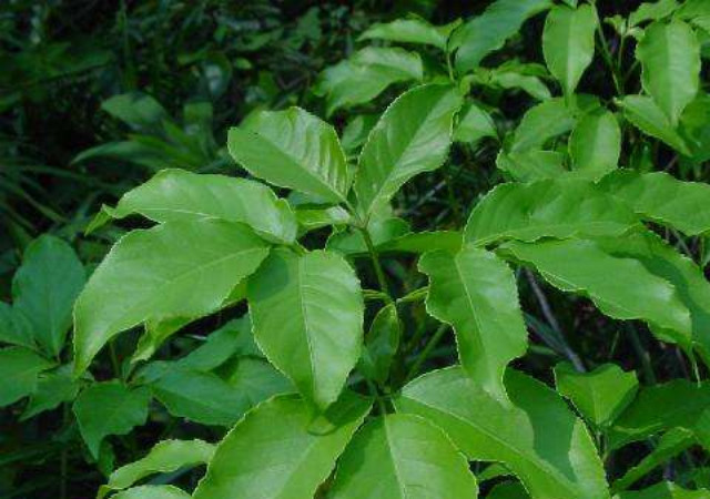 "两面针"这种植物有什么功效和作用?看完学到不少