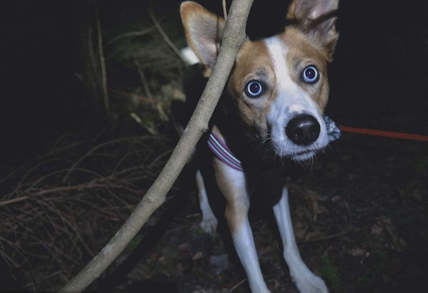 为什么农村的狗有时候经常会叫一个晚上?说出
