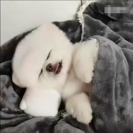 狗狗被主人发现还在睡觉,用被子捂脸害羞的模样,简直萌翻了!