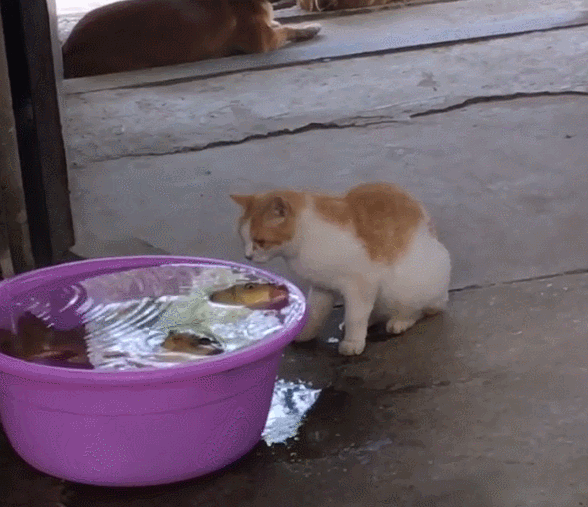 猫咪想偷鱼吃,当场被小狗抓包,小狗的举动暖心