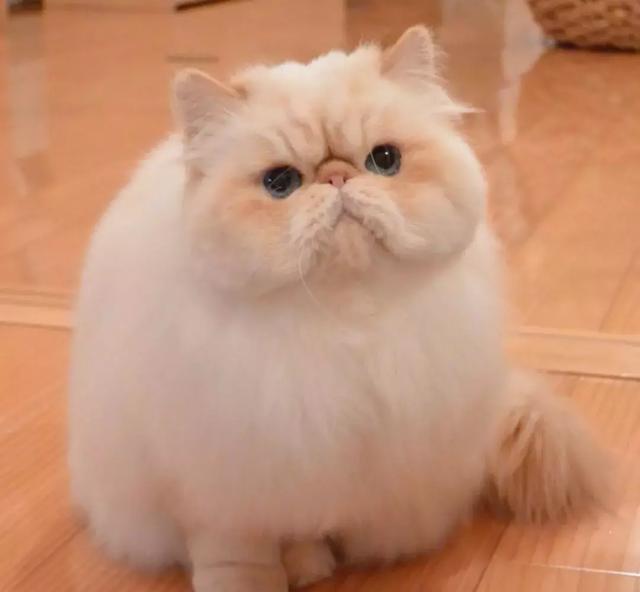 "咋了小可爱?"加菲猫眼中含泪:难道我生气的不够明显么!