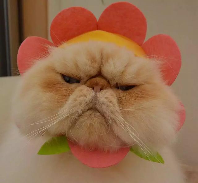 "咋了小可爱?"加菲猫眼中含泪:难道我生气的不够明显么!