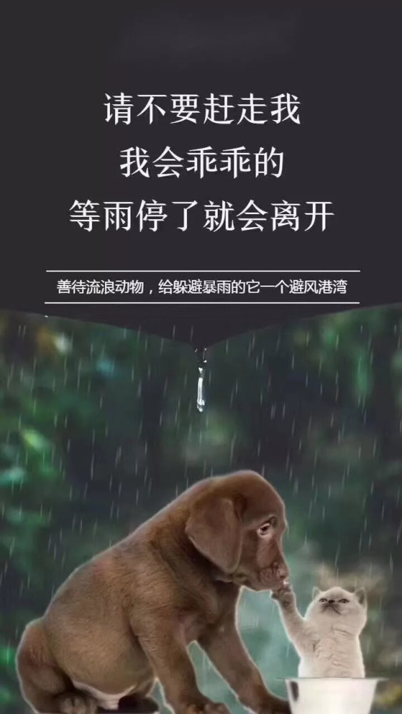 流浪猫狗:"求求你,请不要赶我走",我只是进来躲个雨