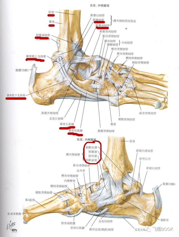 足踝关节的超声解剖