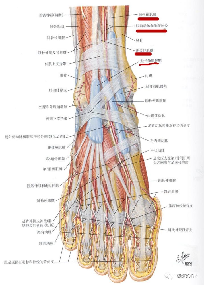 跖筋膜炎通常发生在跟骨内侧结节处,主