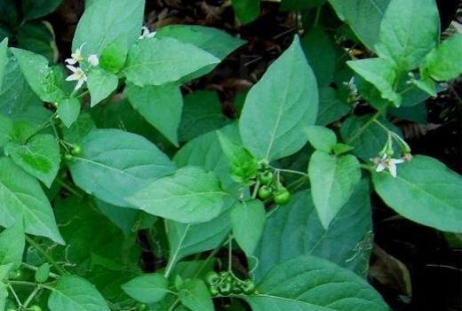 农村常见的一种野菜,"白花菜" 被称为清热解毒王,你吃