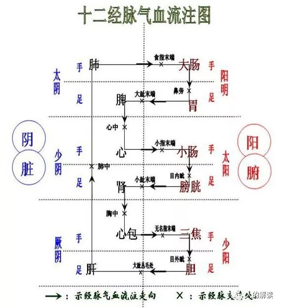 子午流注:人人必知的经络运行周期规律