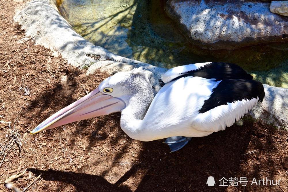 美拍悉尼:与大嘴鸟鹈鹕的亲密接触