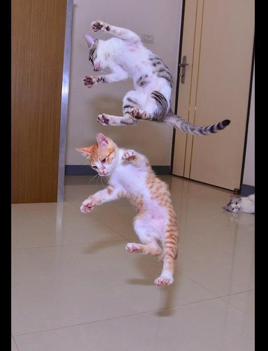两只猫咪正在打架,而另一只猫却躺在后面静静看着,好淡定呀!