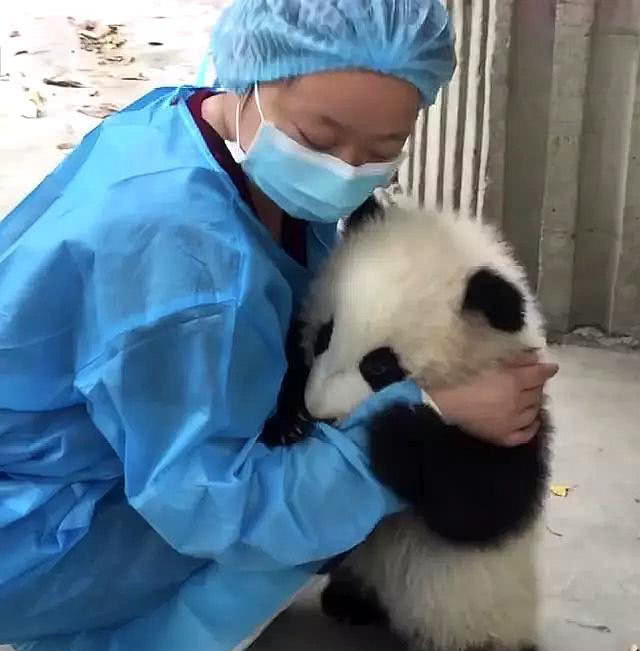 胆小大熊猫小心翼翼走向奶妈,接下来一个举动