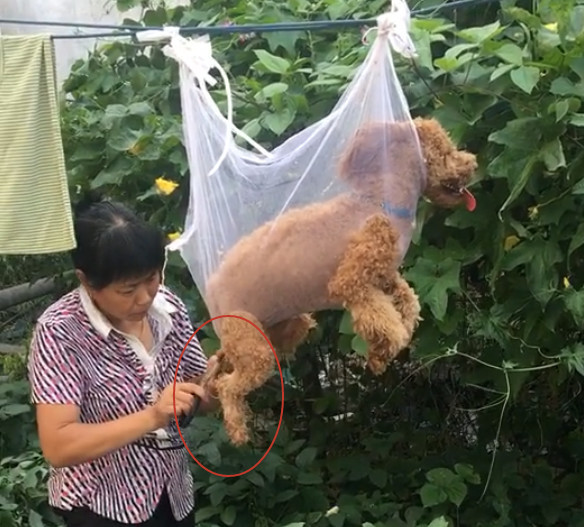 泰迪一直不愿意修毛,老妈想出一个小妙招,女儿