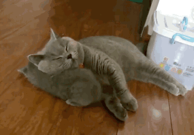 被猫爸带大的孩子,长大都不容易!