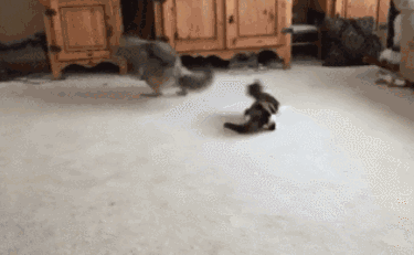 狼还没准备好呢,忽然就被喵星人给抱住了脸,急的连忙甩头,想把喵星人