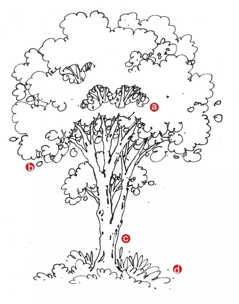 园林植物之大乔木——马克笔手绘表现步骤画法全解: 大乔木的表现要