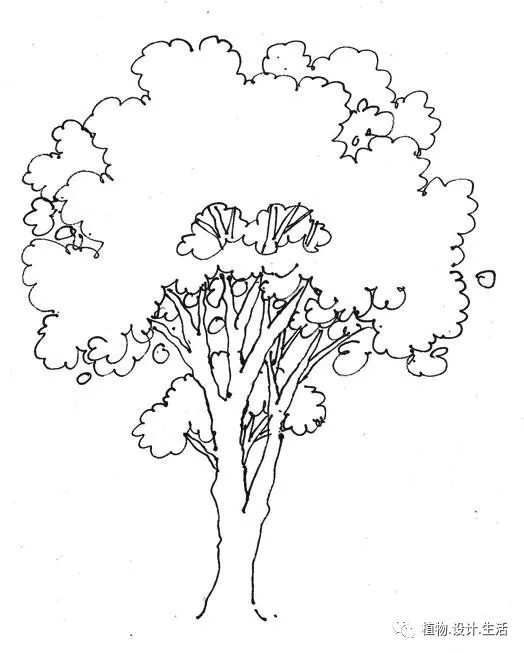景观植物手绘线稿表现-大乔木