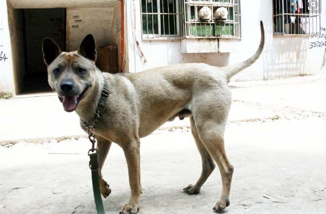 中国人自己的狩猎之王—箭毛犬,如今已濒临灭绝,却无