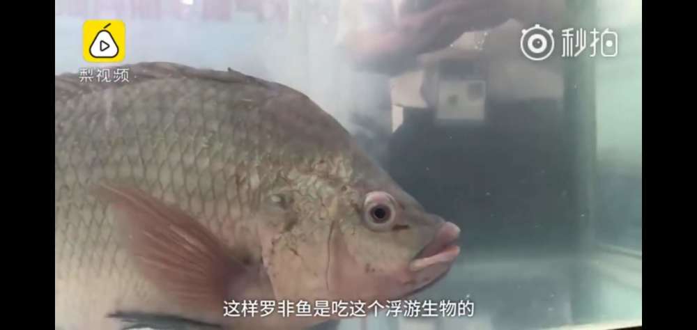 罗非鱼是吃猪粪和避孕药长大的?看看专家怎么说!