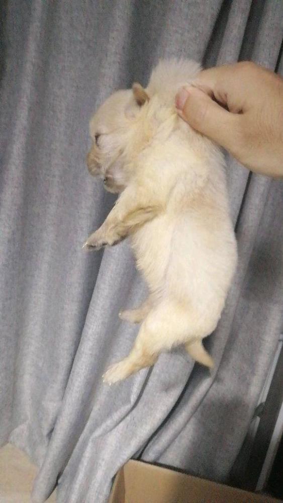 流浪小奶狗被主人摔在地上,小家伙懵圈了,女孩