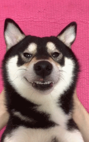 主人亲吻狗狗,满脸都是唇印,狗子这表情也是醉了!