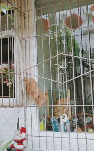 主人一不在家,泰迪开始变身,横跨窗户围栏比猫强