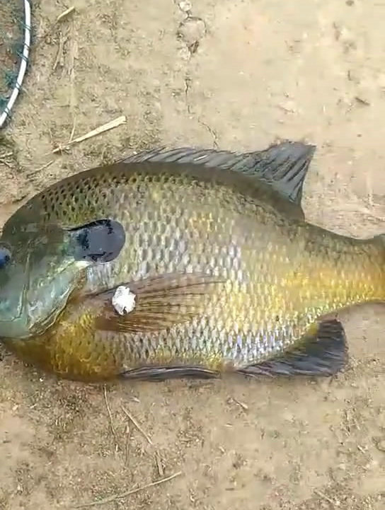 水沟里钓起怪鱼,像罗非又像过山鲫,能吃吗?