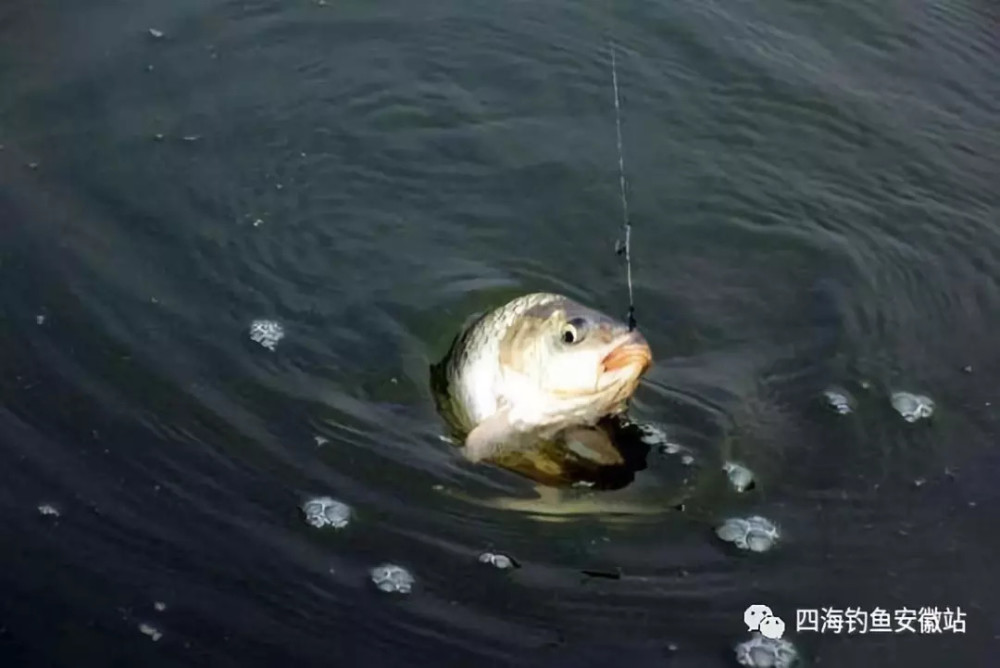 钓鱼人必须知道的鱼星现象