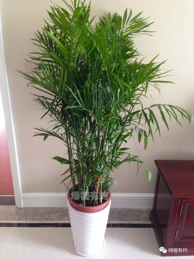 绿植养护——夏威夷