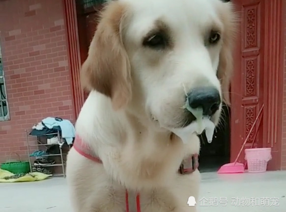金毛犬口吐白沫不止,主人心疼坏了,可原因却令