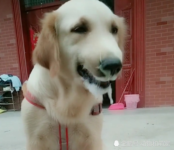 金毛犬口吐白沫不止,主人心疼坏了,可原因却令