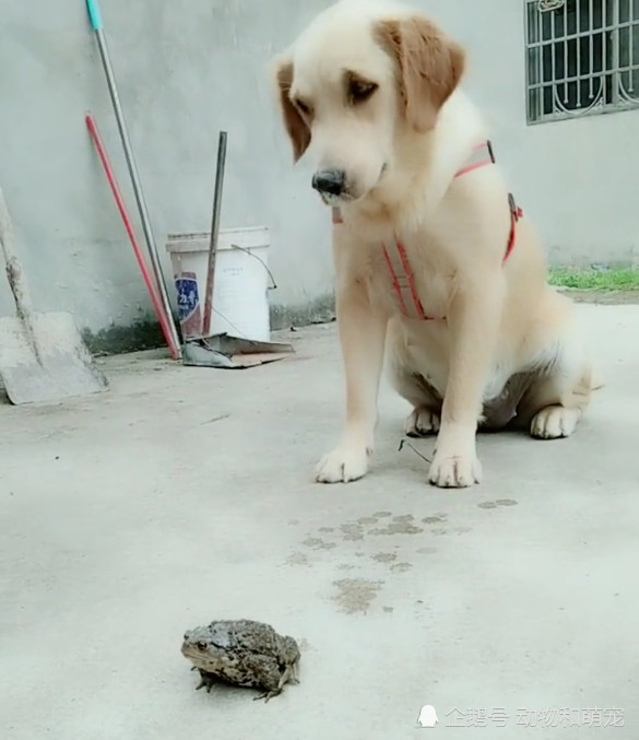 金毛犬口吐白沫不止,主人心疼坏了,可原因却令