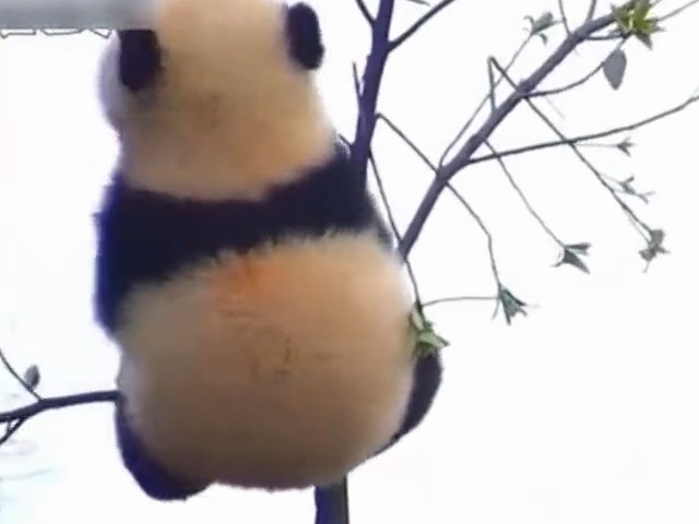 熊猫宝宝爬到树顶展示高难度动作,结果挂在树上,下不来了!